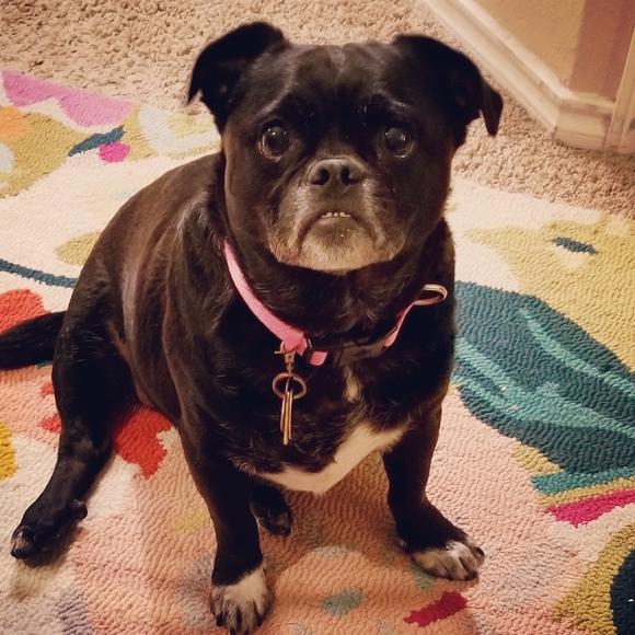 Meet your Posher, Melanie (Violet). - Picture 6 of 16